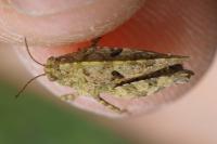 Tetrix undulata