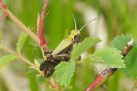 Omocestus rufipes