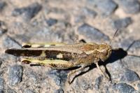 Aiolopus strepens