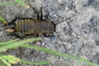 Gryllus campestris