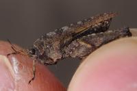 Tetrix undulata