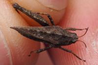 Tetrix undulata