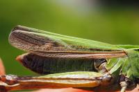 Omocestus viridulus