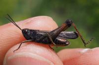 Omocestus rufipes