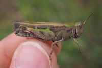 Aiolopus strepens