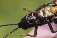 Omocestus rufipes