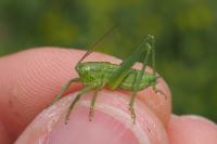 Tettigonia viridissima