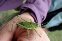 Tettigonia viridissima