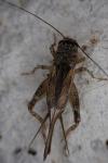 Eumodicogryllus bordigalensis