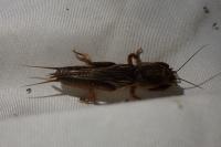 Gryllotalpa gryllotalpa