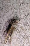 Eumodicogryllus bordigalensis bordigalensis
