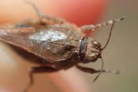 Tetrix depressa