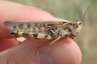 Dociostaurus maroccanus