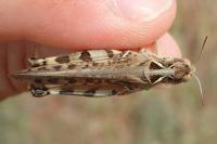 Dociostaurus maroccanus