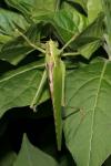 Tettigonia viridissima