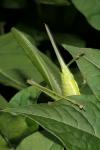 Tettigonia viridissima
