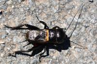 Gryllus campestris