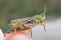 Arcyptera microptera carpentieri