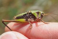 Decticus verrucivorus