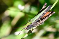 Omocestus rufipes