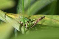 Decticus verrucivorus
