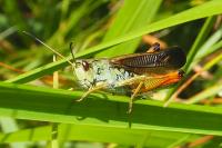 Stauroderus scalaris