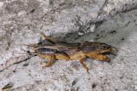 Gryllotalpa gryllotalpa