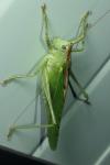 Tettigonia viridissima