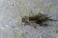 Eumodicogryllus bordigalensis bordigalensis