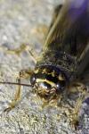 Eumodicogryllus bordigalensis bordigalensis
