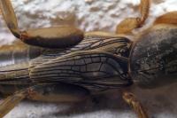 Gryllotalpa gryllotalpa