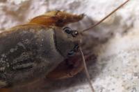 Gryllotalpa gryllotalpa