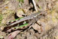 Aiolopus strepens