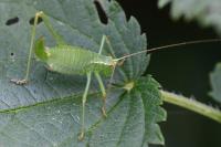 Leptophyes punctatissima