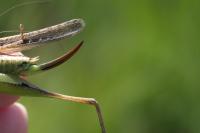 Platycleis affinis