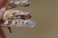Calliptamus italicus