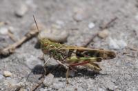 Oedaleus decorus