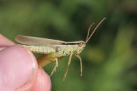 Mecostethus parapleurus