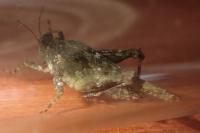 Paratettix meridionalis
