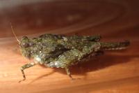 Paratettix meridionalis