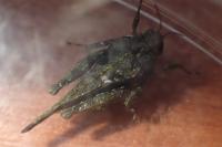 Paratettix meridionalis