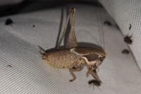 Pholidoptera femorata