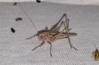Tessellana tessellata