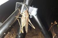 Decticus albifrons