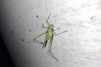 Tylopsis lilifolia