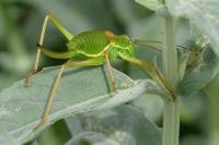 Ephippiger diurnus