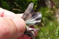 Oedipoda caerulescens