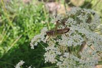 Platycleis albopunctata