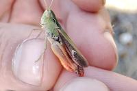 Stenobothrus lineatus