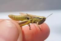 Euchorthippus declivus
